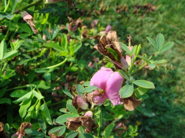 Chamaecytisus purpureus fleur P12